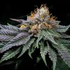 UW marijuana