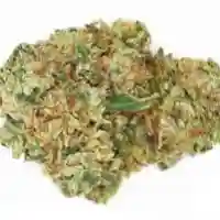 Venice OG Marijuana Strain