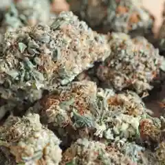 Vietnam Marijuana Strain