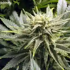 Voodoo Marijuana Strain
