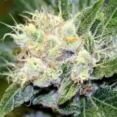 Walrus Kush Marijuana Strain