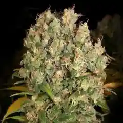 Warlock Marijuana Strain