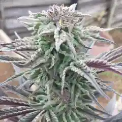 White Berry Marijuana Strain