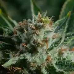 White Dawg Marijuana Strain