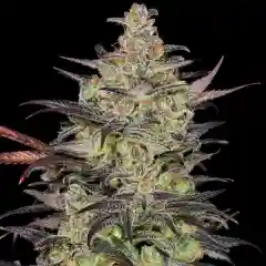 White Fire Alien OG Marijuana Strain