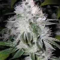 White Kush Marijuana Strain