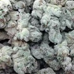 White Kush marijuana