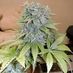 White Rhino Marijuana Strain