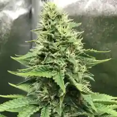 White Siberian Marijuana Strain