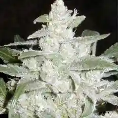 White Widow marijuana