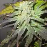 Wonder Haze Marijuana Strain