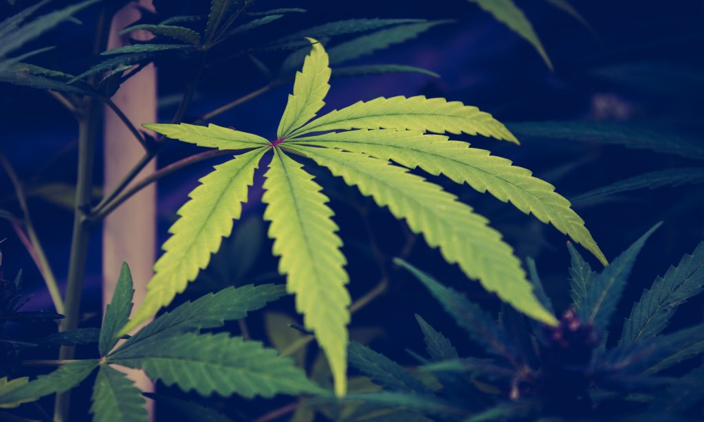Minnesota Lawmaker Unveils ‘Best’ Marijuana Legalization Bill in the Country